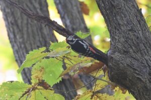 アカゲラ2025年11月3日