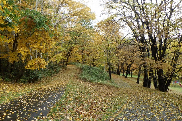 2025年11月2日紅葉の状況（五差路）