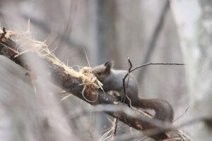 エゾリス2025年11月30日樹皮はぎ1