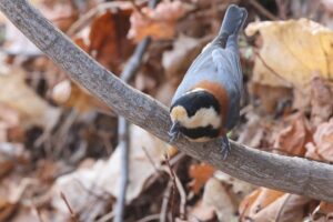 ヤマガラ2025年11月23日