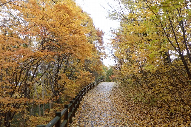 2025年11月2日紅葉の状況 (双子沢坂)