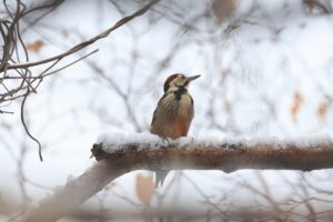 オオアカゲラ雄2025年11月15日