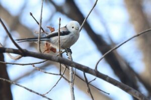 シマエナガ2025年11月30日1