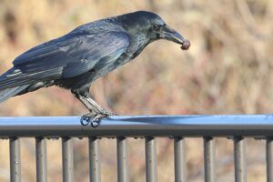 ハシボソガラス2025年11月30日オニグルミをくわえる