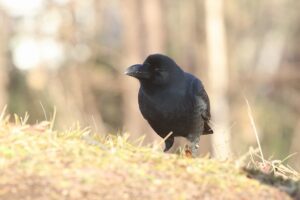 ハシブトガラス2025年11月30日