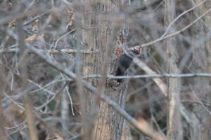 クマゲラ雄2025年11月23日