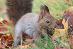 エゾリス2025年11月3日オニグルミの実を埋めて隠す