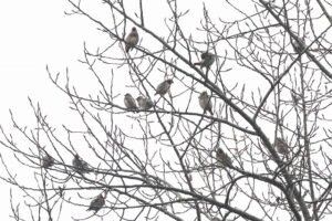 ヒレンジャク2025年11月15日