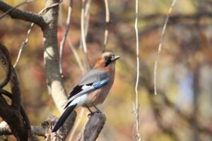 カケス2025年11月9日亜種ミヤマカケス