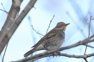 ツグミ2025年11月9日