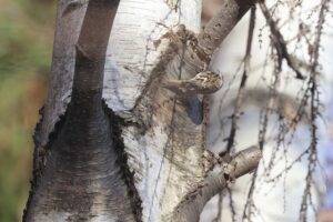 キバシリ2025年11月30日