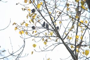 ヒレンジャク2025年11月9日