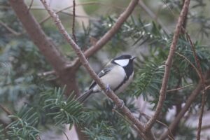 シジュウカラ雌2025年11月15日