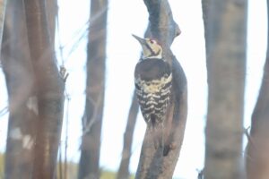 オオアカゲラ雄2025年11月23日