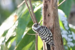 コゲラ2025年11月9日