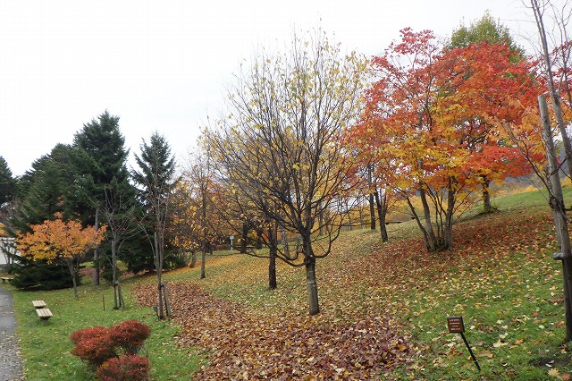 2025年11月2日紅葉の状況 (新桜並木)