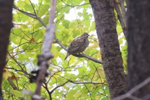 エゾライチョウ2025年11月3日