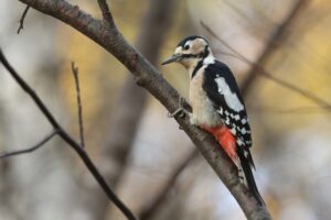 アカゲラ雌2025年11月9日