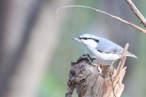ゴジュウカラ2025年11月23日