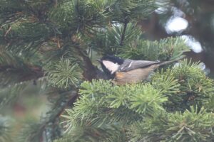 ヒガラ2025年11月9日