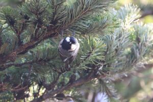 ヒガラ2025年11月30日