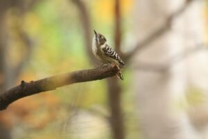 コゲラ2025年11月3日