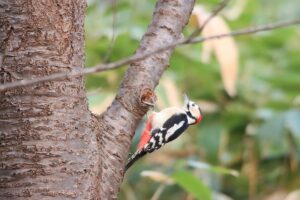 アカゲラ雄2025年11月30日