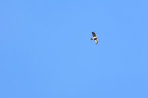 ハイタカ2025年11月23日