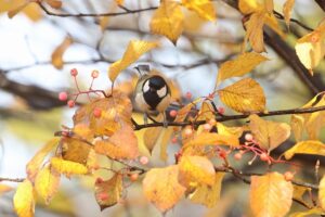 シジュウカラ2025年11月3日