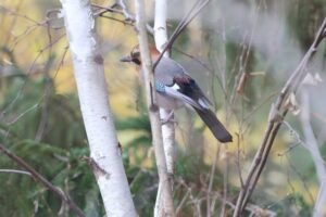 カケス2025年11月23日亜種ミヤマカケス