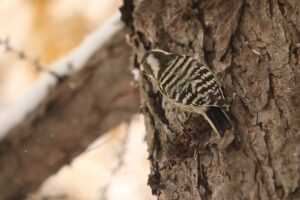 コゲラ2025年11月23日