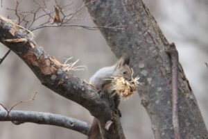 エゾリス2025年11月30日樹皮はぎ2