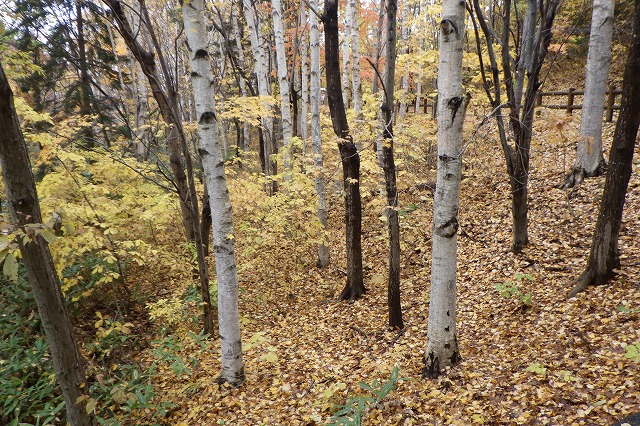2025年11月2日紅葉の状況 (吊り橋右岸側の樹林)