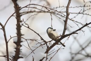 ハシブトガラ2025年12月14日