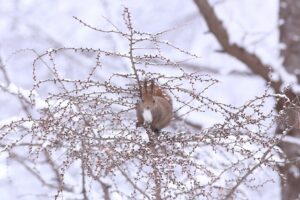 エゾリス2025年12月14日