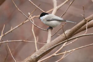 ハシブトガラ2025年12月7日