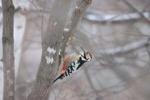 オオアカゲラ2025年12月28日