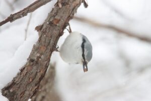 ゴジュウカラ2025年12月14日