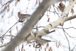 ベニヒワ2025年12月23日シラカンバの種子を食べる