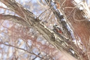 オオアカゲラ雄2025年12月23日