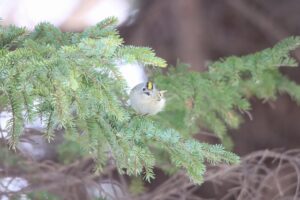 キクイタダキ2025年12月28日3月12日