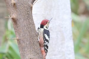 オオアカゲラ雄2025年12月7日