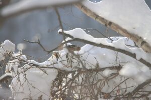 シメ2025年12月14日