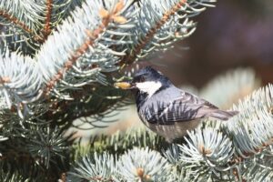 ヒガラ2025年12月23日