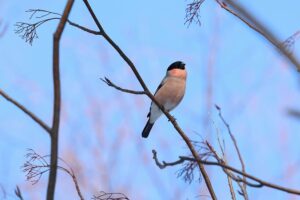 ウソ雄2025年12月28日4月1日