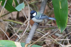 シジュウカラ2025年12月7日
