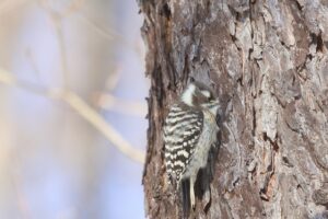 コゲラ2025年12月28日