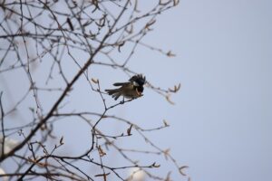 ヒガラ2025年12月14日