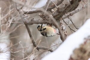 アカゲラ2025年12月14日