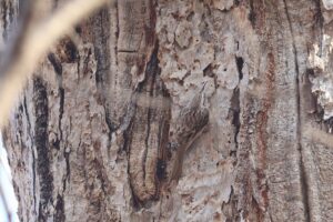 キバシリ2025年12月28日12月1日